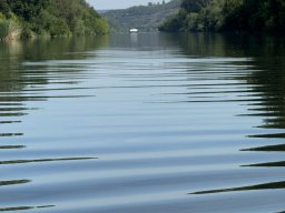Mainschwimmen Juni 2026